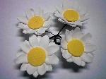 daisywhite.jpg (3884 bytes)